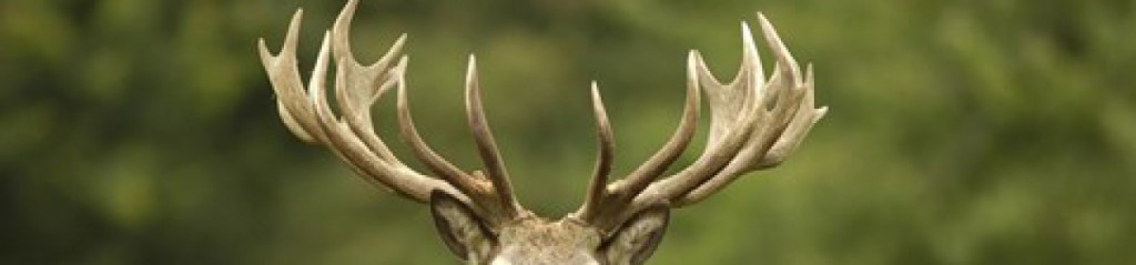 cropped-red-deer-woburn-abbey-01525290333-copyright-remains-with-his-grace-the-duke-of-bedford-and-the-trustees-of-the-bedford-estates_16-9-1.jpg