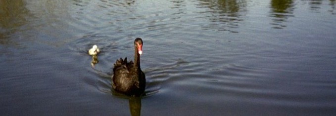 blackswan